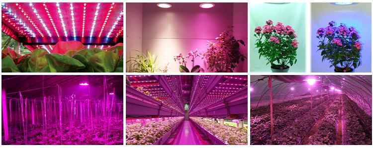 LED grow light.jpg